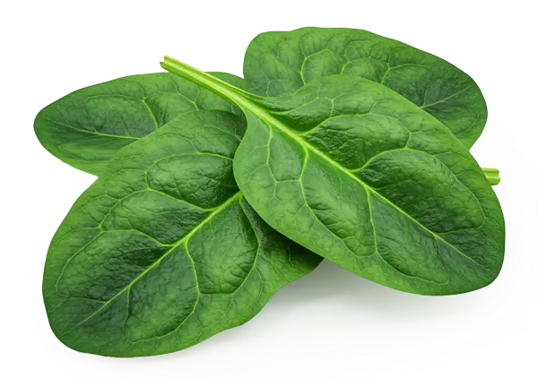 Riboflavin